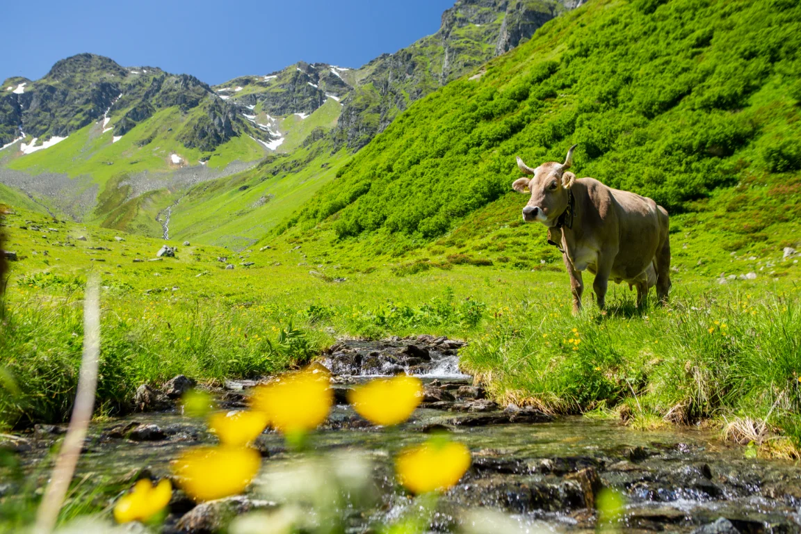 Almabtrieb in Montafon