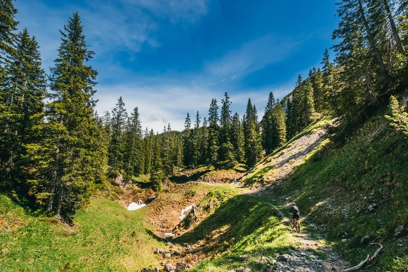 Fietspad door het bos in het Montafon